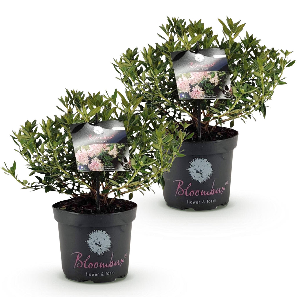 Green boutiQ - Rhododendron nain - Rhododendron Bloombux rose clair - Buis fleuri - Peu d'entretien - Fleur rose clair - 2 plantes - Pot 23 cm - Hauteur 45-55 cm