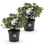 Green boutiQ - Rhododendron nain - Rhododendron Bloombux rose clair - Buis fleuri - Peu d'entretien - Fleur rose clair - 2 plantes - Pot 23 cm - Hauteur 45-55 cm