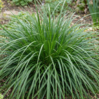 Green boutiQ - Gräser - Carex oshimensis Evergreen - Japanische Segge - Immergrün - Grün - 6 Pflanzen - Topf 11cm - Höhe 15-25cm