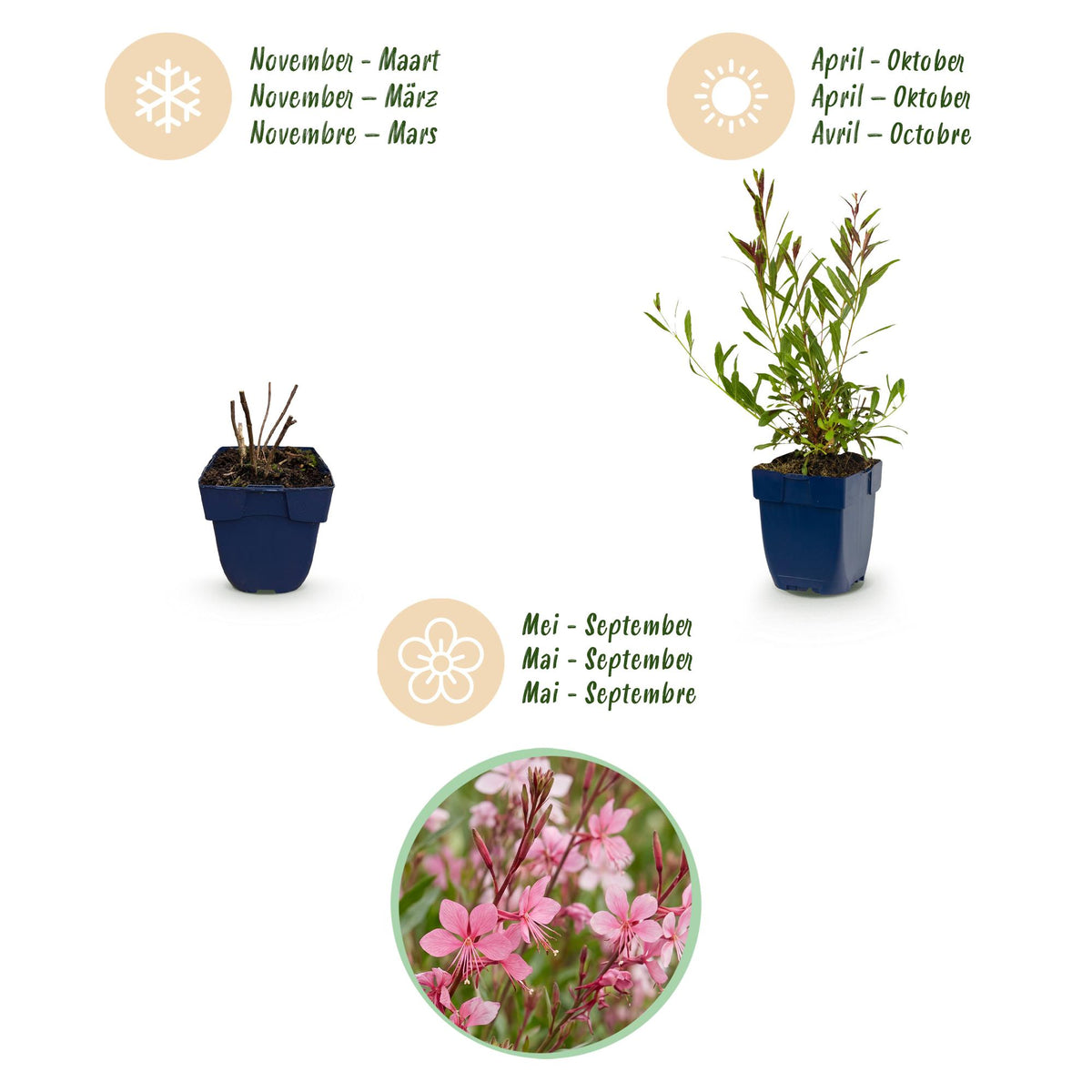 Green boutiQ - Plante vivace - Gaura lindh. Florgauros - Gauré - Mellifère (attire les abeilles et les papillons) - Rose - 6 plantes - Pot 11cm - Hauteur 15-25cm