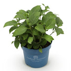 Green boutiQ - Plante de jardin - Hydrangea Endless Summer The Bride - Hortensia - Rustique - Blanc - 1 plante - Pot 14 cm - Hauteur 20-25 cm