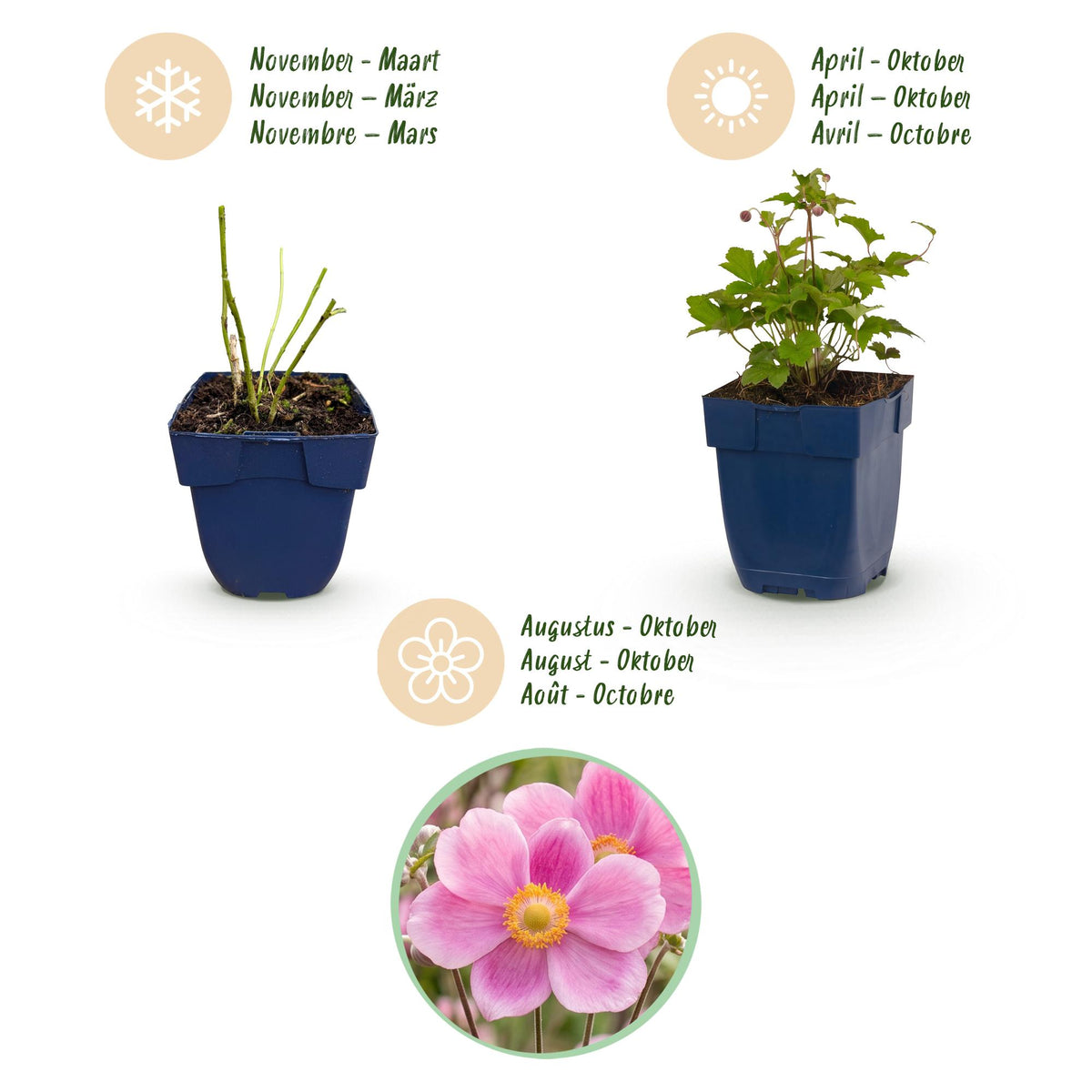 Green boutiQ - Plante vivace - Anemone hup. Splendens - Anémone d'automne - Ombre - Rose foncé - 12 plantes - Pot 11cm - Hauteur 15-25cm