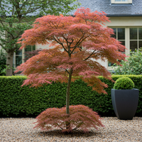 Green boutiQ - Terrasplant - Japanse Esdoorn - Acer palmatum Jerre Swarts - Donker Rood - 1 Plant - Bladverliezend -  Pot 19cm Hoogte 70cm