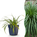 Green boutiQ - Gräser - Carex oshimensis Evergreen - Japanische Segge - Immergrün - Grün - 6 Pflanzen - Topf 11cm - Höhe 15-25cm