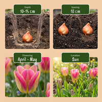 48x Tulipa Striped Crown - Gestreepte Kroon Tulp - Diversen - Voorjaarsbloeier - Bolmaat 11/12