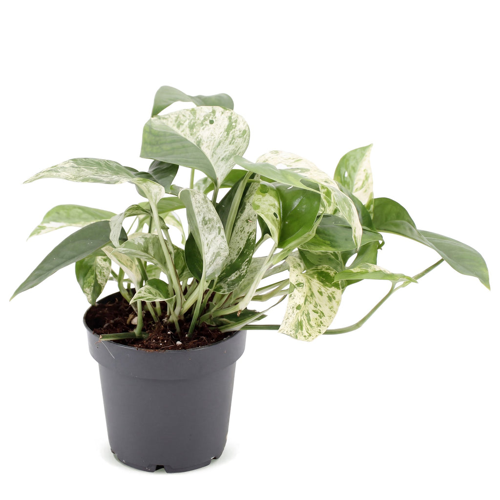 Epipremnum Marble Variegata - Marble Queen Pothos - Green - White - Tropical - Ø12cm - ↕20cm
