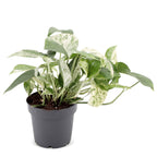 Epipremnum Marble Variegata - Marble Queen Pothos - Green - White - Tropical - Ø12cm - ↕20cm