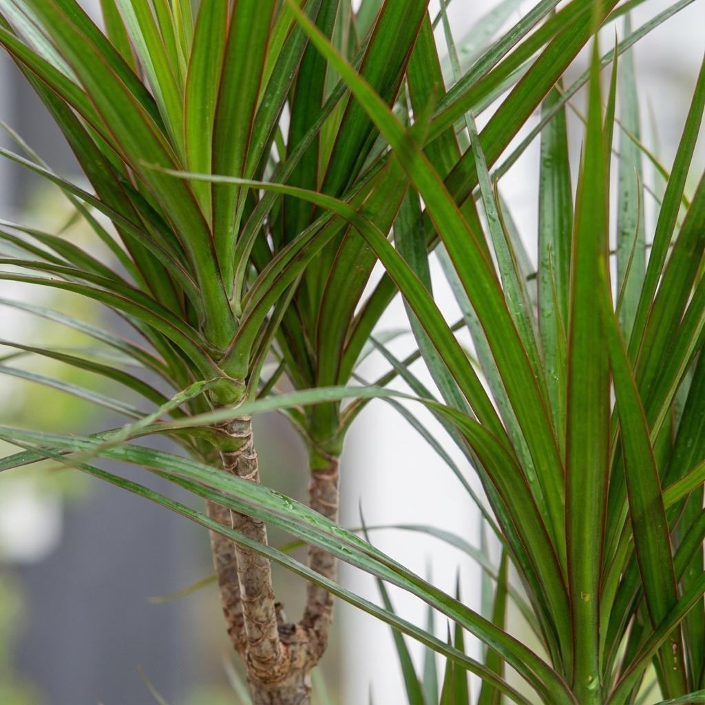 Green boutiQ - Plante d'intérieur - Dragonnier - Dracaena Marginata - Vert - Entretien facile - 1 Plante - avec Pot Blanc - Pot 21cm - Hauteur 90 - 100cm