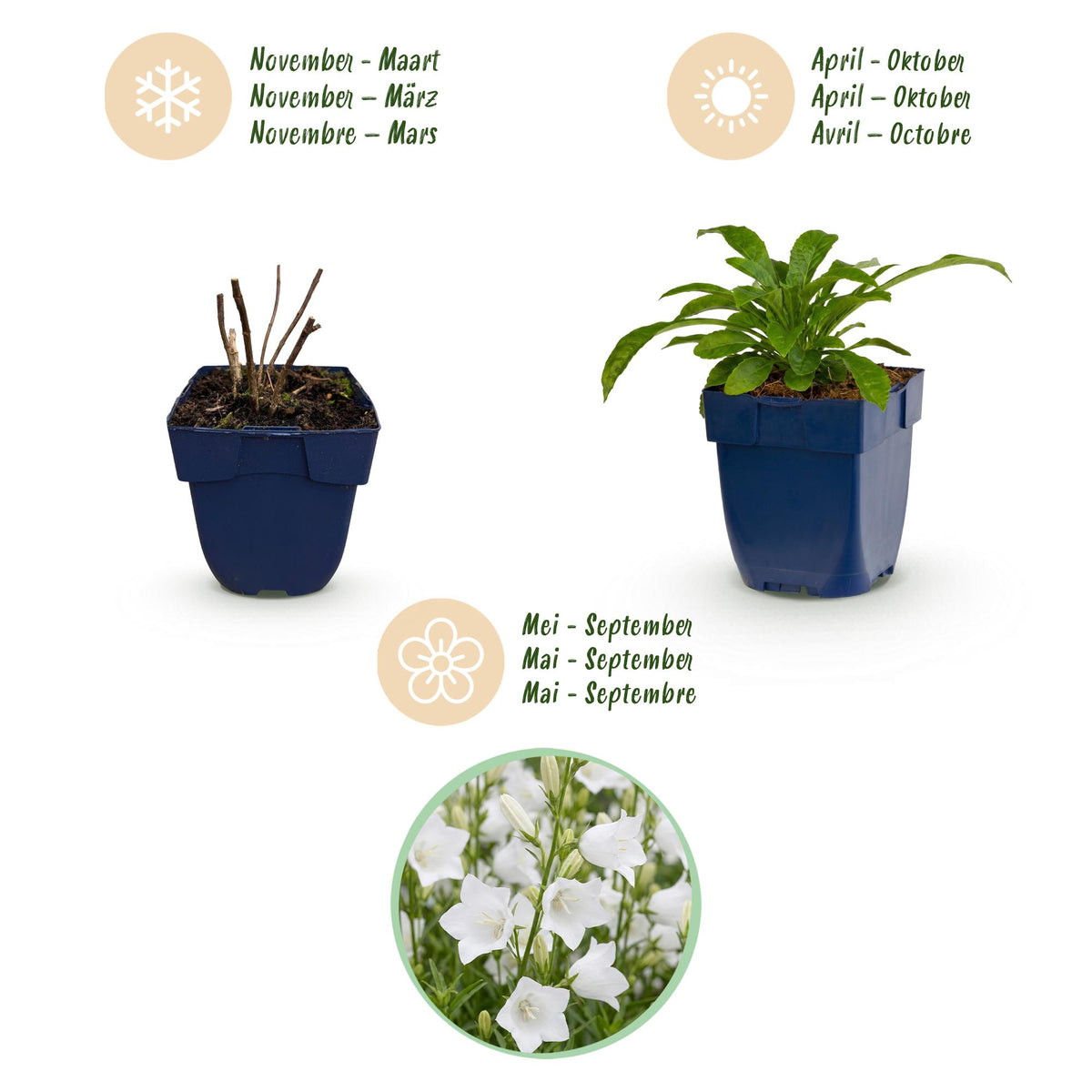 Green boutiQ - Plante vivace - Campanula pers. Alba - Campanule à feuilles de pêcher - Attire les abeilles et les papillons - Blanc - 6 plantes - Pot 11 cm - Hauteur 15-25 cm