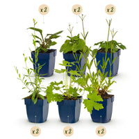 Vasteplant - Borderpakket - Bijen en vlinderlokkend - Diversen - Soorten en kleuren - 12 Planten - Pot 11cm - Hoogte 15-25cm
