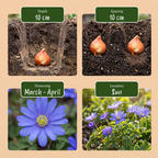 250x Bulb Garden Blue - Blauwe bollentuinmix - Diversen - Zomerbloeier - Bolmaat 10/12