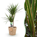 Green BoutiQ - Green is... Plantes d'intérieur - Dracaena Marginata - Dragonnier - Peu d'entretien - avec panier - Vert - 1 Plante - Pot 21cm - Hauteur 90-100cm