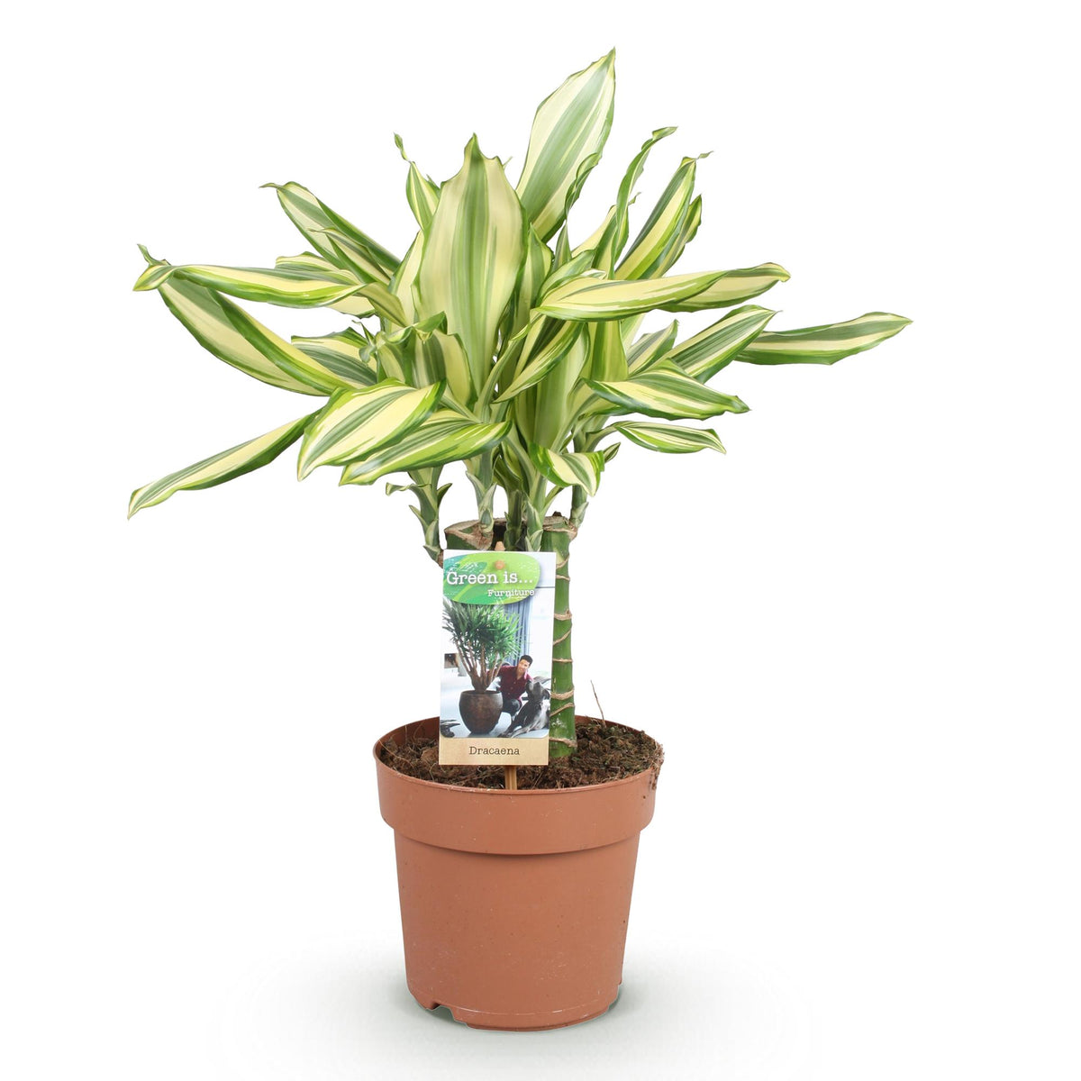 Green BoutiQ - Green is... Plantes d'intérieur - Dracaena fragrans Diamond Dream - Dragonnier - Entretien facile - Vert - 1 plante - Pot 17cm - Hauteur 50-55cm