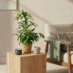 Green BoutiQ - Green is... Plantes d'intérieur - Dracaena surculosa - Dragonnier - Peu d'entretien - Vert - 2 Plantes - Pot 17cm - Hauteur 60-70cm