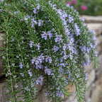 Green boutiQ - Romarin rampant sur tige - Rosmarinus officinalis Prostratus - Plante de terrasse - Feuillage persistant - Rustique - Fleurs violettes - Pot 19 cm, hauteur 90 cm