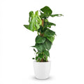 Green boutiQ - Plante d'intérieur - Monstera Deliciosa sur tuteur - Vert - Entretien facile - 1 plante - avec pot blanc - Pot 19cm - Hauteur 90cm