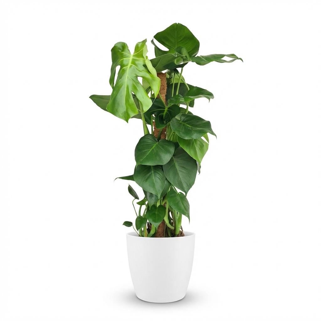 Green boutiQ - Plante d'intérieur - Monstera Deliciosa sur tuteur - Vert - Entretien facile - 1 plante - avec pot blanc - Pot 19cm - Hauteur 90cm