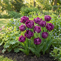 96x Tulipa Double Lilac - Dubbele lila tulp - Paars - Voorjaarsbloeier - Bolmaat 11/12