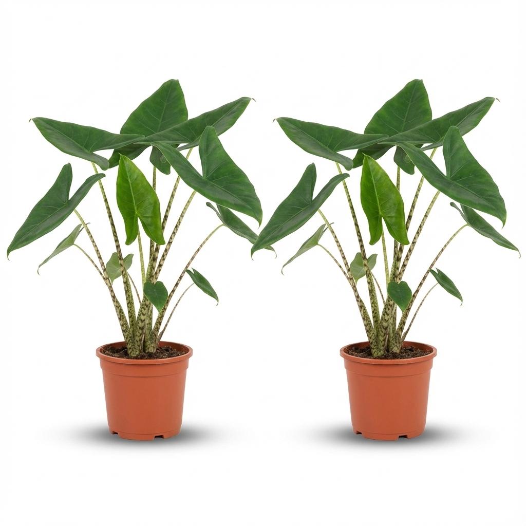 Alocasia Zebrina - 2 Stück - Ø 21 cm - Höhe: 70 - 75 cm
