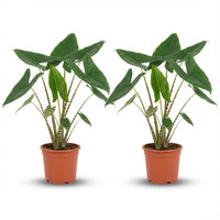 Alocasia Zebrina - 2 Stuks - Ø 21 cm - Hoogte: 70 - 75 cm