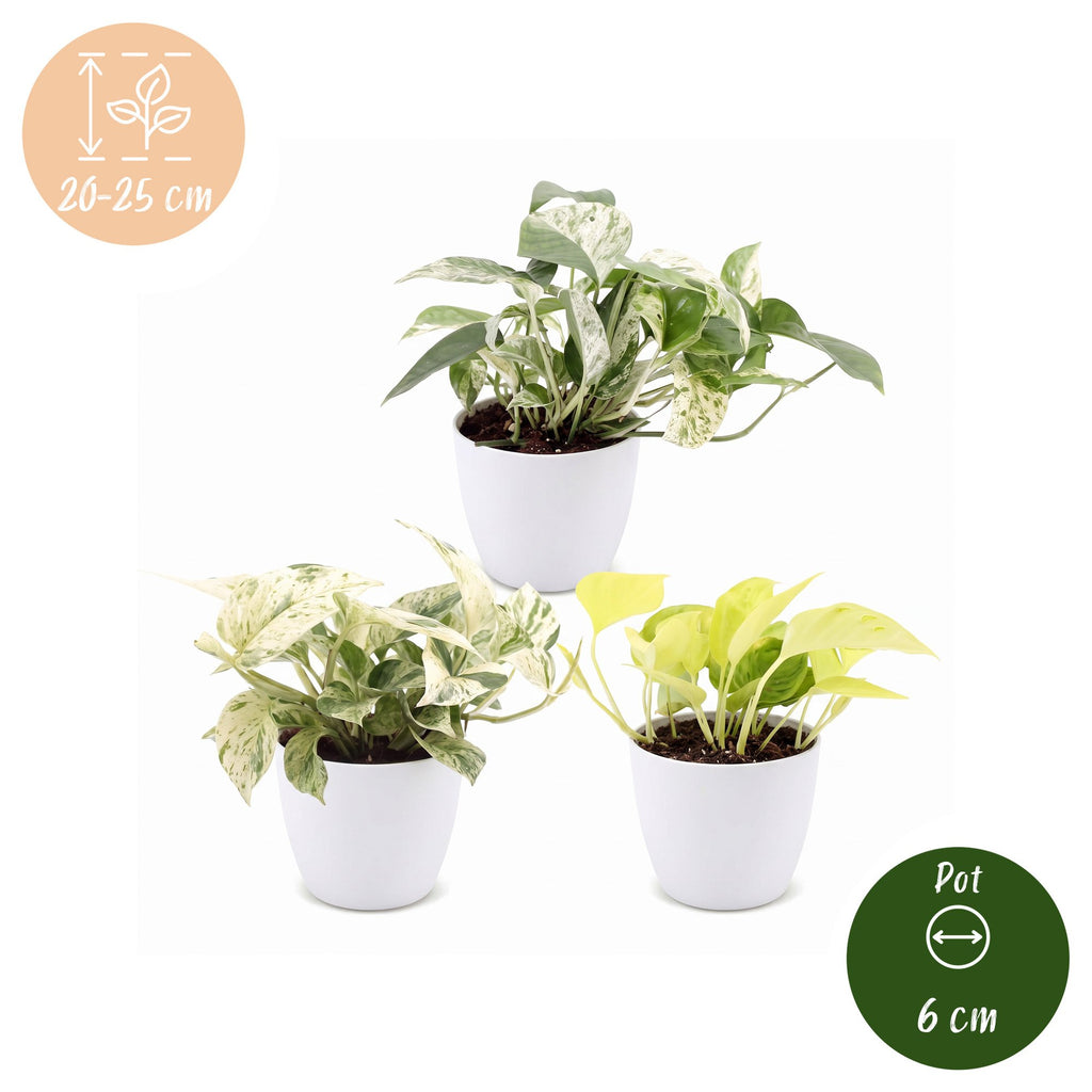 3x Epipremnum Tricolour - Yellow - Green - Cream - Tropical - incl. white pot - Ø6cm - ↕20-25cm