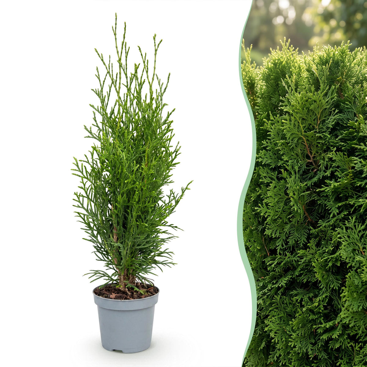 Green boutiQ - 16x Thuja occidentalis Smaragd - Levensboom - Haagplanten - Groenblijvend - Groen - Pot 9cm - Hoogte 20-30cm
