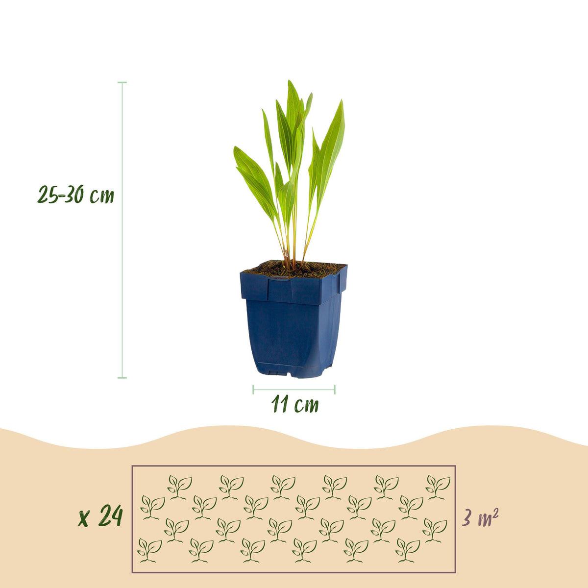 Green boutiQ - Borderpakket - Bijen en Vlinderlokkend - 24 Vaste planten - 3 m2 - Diversen kleuren - Weinig Onderhoud - Pot 11cm