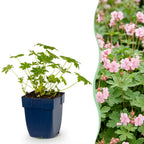 Green boutiQ - Stauden - Geranium macr. Ingwersen's Variety - Storchschnabel - Bodendeckend - Hellrosa - 12 Pflanzen - Topf 11cm - Höhe 15-25cm