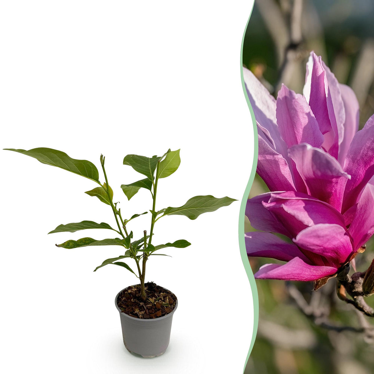 Green boutiQ - Plante de jardin - Magnolia liliiflora Nigra - Fleur violette - 1 plante - Caduc - Peu d'entretien - Pot 12 cm Hauteur 30 cm