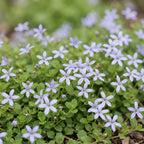Green boutiQ - Stauden - Isotoma fluviatilis - Sternblume - Steingartenpflanzen - Hellblau - 6 Pflanzen - Topf 11 cm - Höhe 15-25 cm
