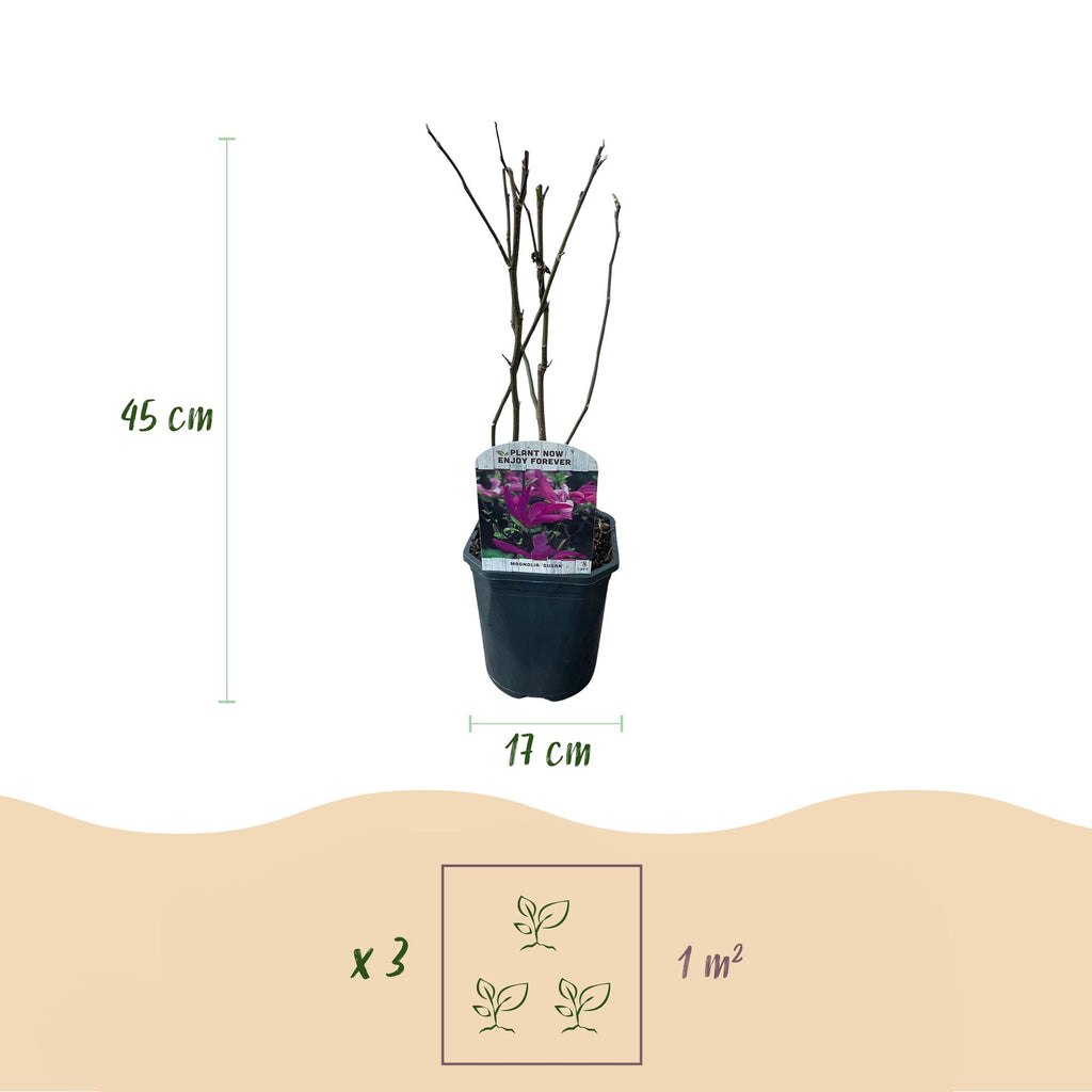 Green boutiQ - Arbustes - Magnolia Susan - Fleurs rose foncé - 1 plante - caduc - peu d'entretien - pot 17 cm hauteur 45 cm