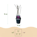Green boutiQ - Arbustes - Magnolia Susan - Fleurs rose foncé - 1 plante - caduc - peu d'entretien - pot 17 cm hauteur 45 cm