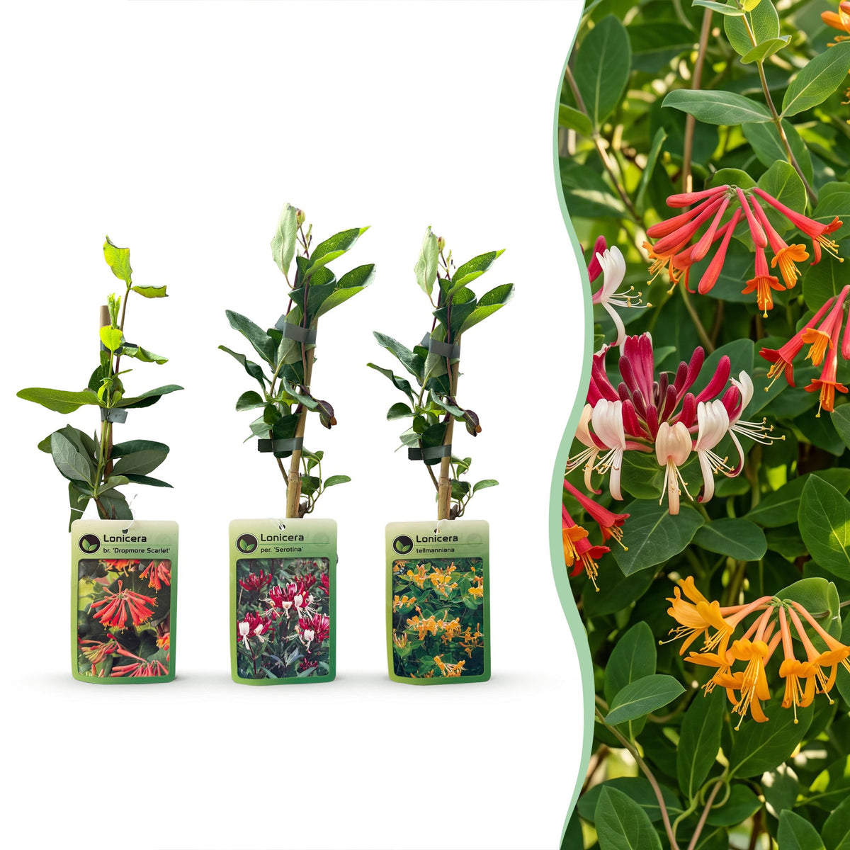 9x Lonicera Tricolour - Tricolour honeysuckle - Red - Purple - Orange - Yellow - Climber - Ø9cm - ↕35cm