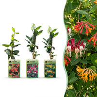 9x Lonicera Tricolour - Tricolour honeysuckle - Red - Purple - Orange - Yellow - Climber - Ø9cm - ↕35cm