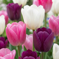 24x Tulipa Pastel mix - Pastel tulp mix - Diversen - Voorjaarsbloeier - Bolmaat 11/12