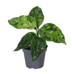 Aglaonema Pictum Tricolor - Camouflage plant - Green - Tropical - Ø6cm - ↕10cm
