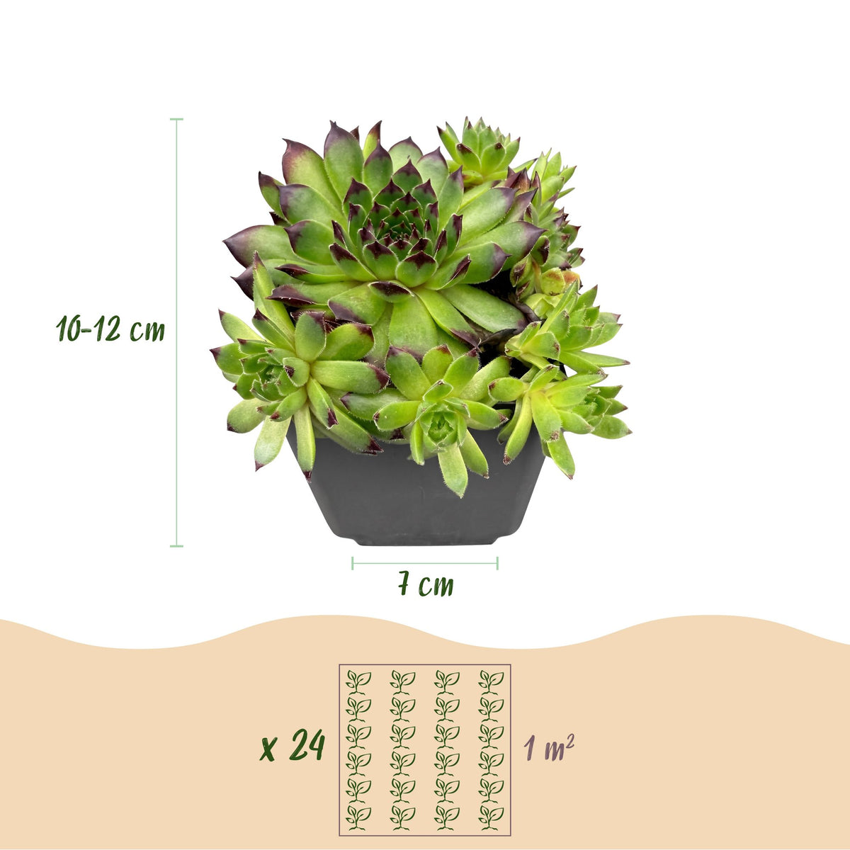 12x - Sempervivum Big Sam - Ø7cm - ↕10-12cm
