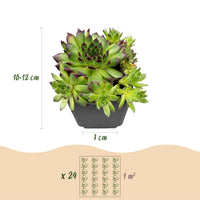 12x - Sempervivum Big Sam - Ø7cm - ↕10-12cm
