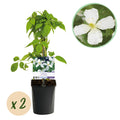 Green boutiQ - Plante grimpante - Clematis montana Grandiflora - Fleur blanche - Floraison précoce - Peu d'entretien - 2 plantes - Pot 11cm Hauteur 40cm