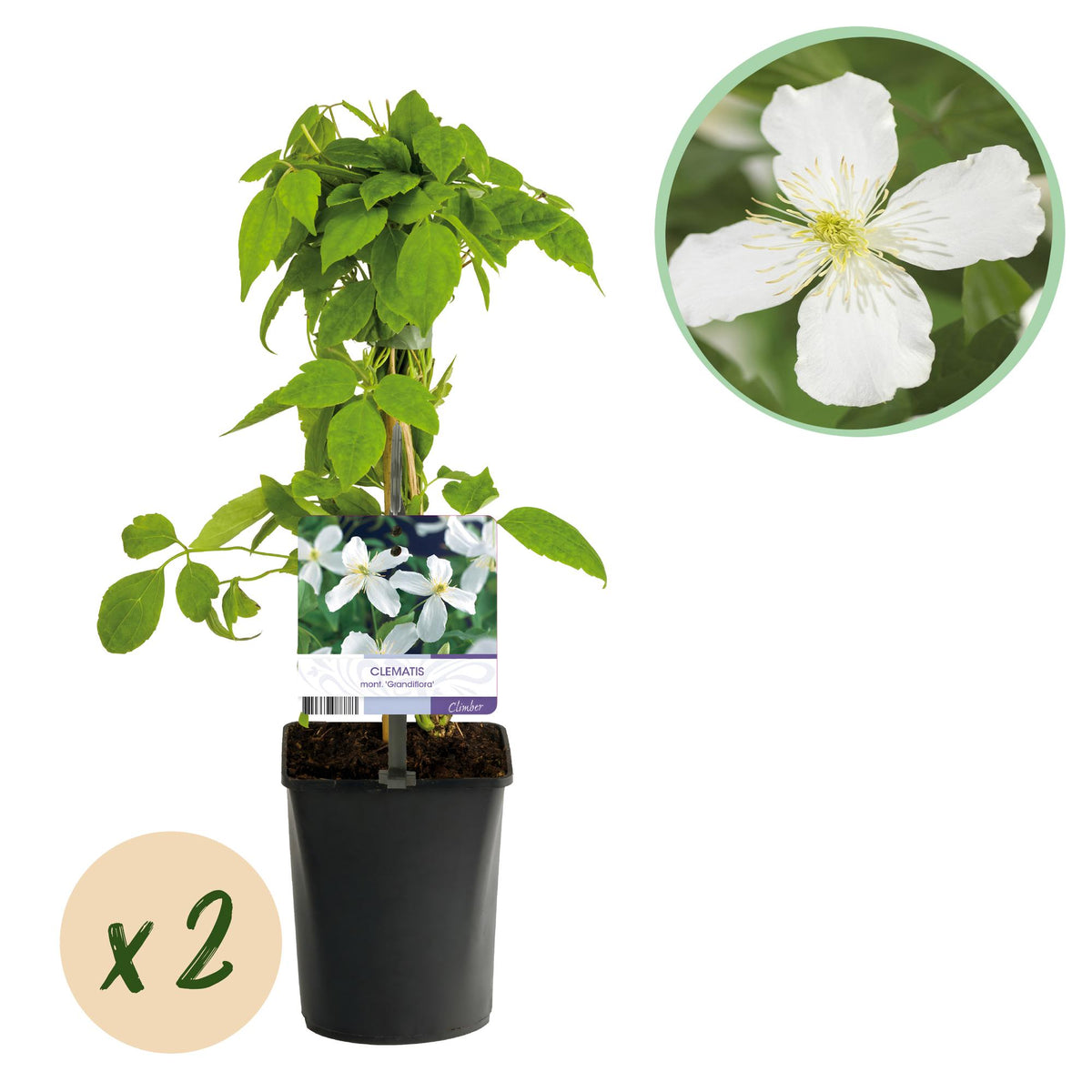 Green boutiQ - Plante grimpante - Clematis montana Grandiflora - Fleur blanche - Floraison précoce - Peu d'entretien - 2 plantes - Pot 11cm Hauteur 40cm