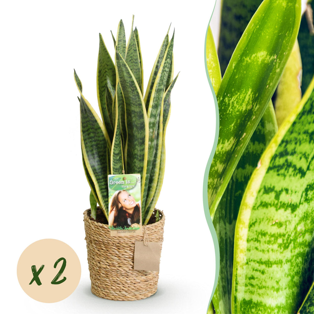 Green BoutiQ - Le vert, c'est... Plantes d'intérieur - Sansevieria Laurentii - Langue de belle-mère - Peu d'entretien - avec panier - Vert - 2 Plantes - Pot 17cm - Hauteur 60-70cm