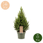 Picea glauca Conica - Dwarf Alberta Spruce - Green - Christmas tree - Ø19cm - ↕65cm