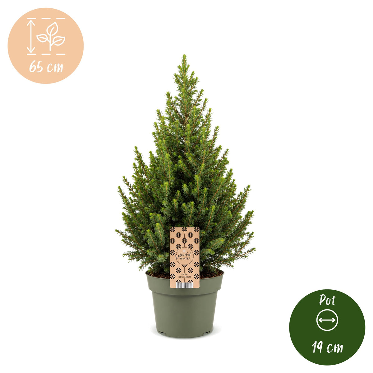 Picea glauca Conica - Dwarf Alberta Spruce - Green - Christmas tree - Ø19cm - ↕65cm