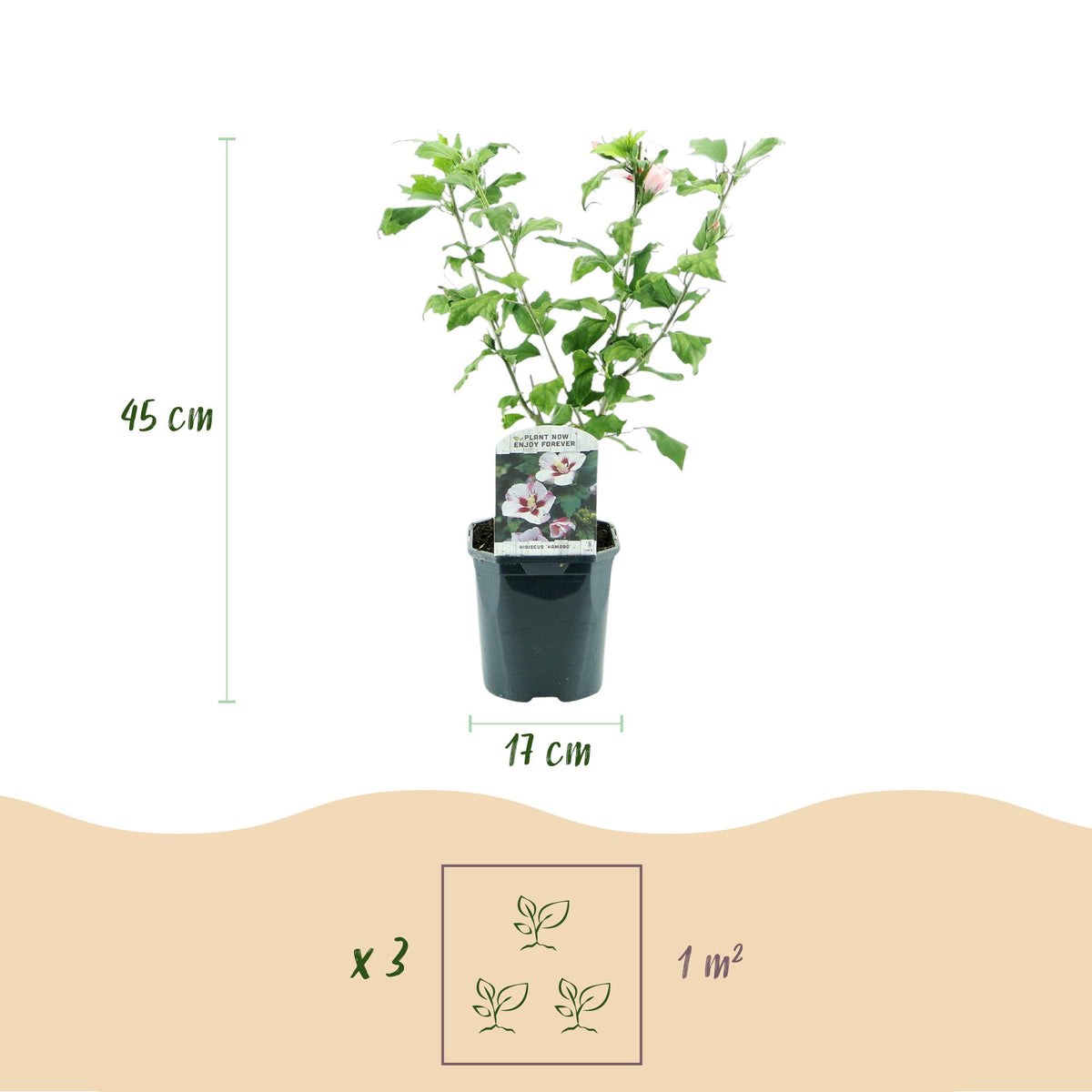 Green boutiQ - Arbustes - Hibiscus syriacus Hamabo - Fleur rose clair - 1 Plante - Caduc - Entretien facile - Pot 17cm Hauteur 45cm