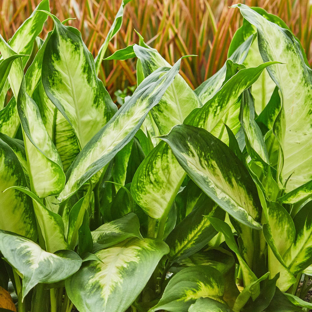 Green BoutiQ - Green is... Plantes d'intérieur - Dieffenbachia Camilla - Dieffenbachia - Peu d'entretien - Vert - 2 Plantes - Pot 17cm - Hauteur 45-50cm