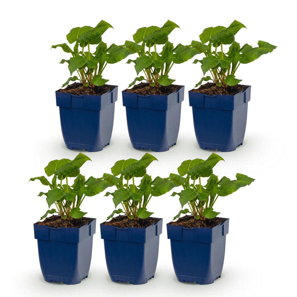 Green boutiQ - Stauden - Persicaria Tricolour - Knöterich - Schatten - Rot - Rosa - Weiß - 6 Pflanzen - Topf 11cm - Höhe 15-25cm