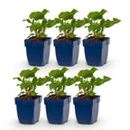 Green boutiQ - Stauden - Persicaria Tricolour - Knöterich - Schatten - Rot - Rosa - Weiß - 6 Pflanzen - Topf 11cm - Höhe 15-25cm