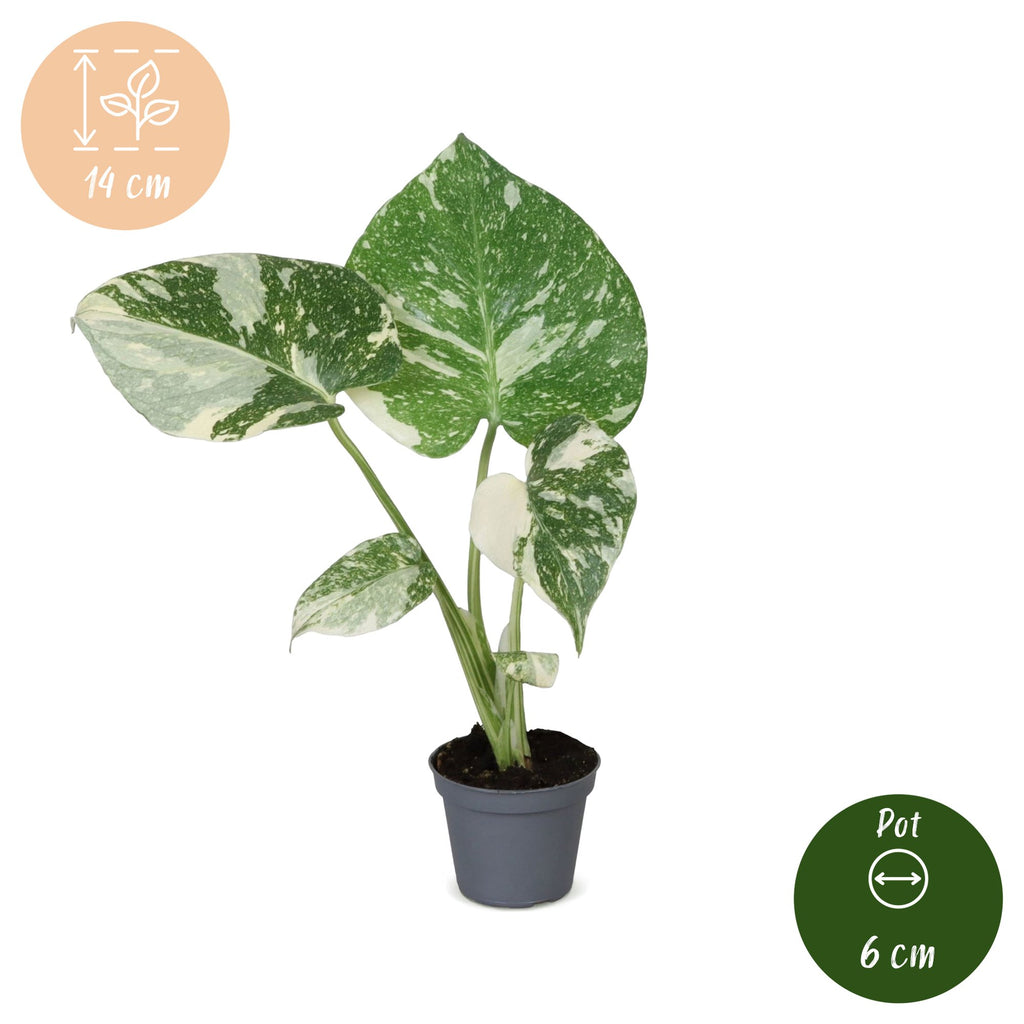 Monstera Thai Constellation - Thai Constellation Monstera - Green - White - Tropical - Ø6cm - ↕14cm
