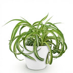 Green boutiQ - Zimmerpflanze - Chlorophytum comosum Bonnie - Grünlilie - Haustierfreundliche Pflanze - Grün - 1 Pflanze - mit Topf Weiß - Topf 12cm - Höhe 20cm
