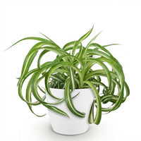 Green boutiQ - Kamerplant - Chlorophytum comosum Bonnie - Krullende Graslelie - Huisdiervriendelijke Plant - Groen - 1 Plant - met Potter Wit - Pot 12cm - Hoogte 20cm